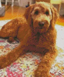 f1 goldendoodle red Diamond Paintings