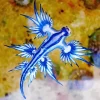 glaucus atlanticus Diamond Paintings