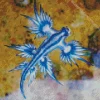 glaucus atlanticus Diamond Paintings