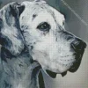 monochrome speckled great dane Diamond Paintings