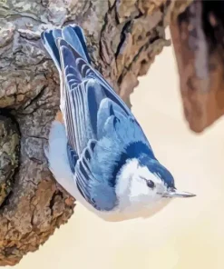 nuthatch female bird Diamond Paintings