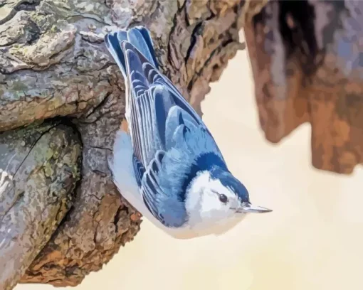 nuthatch female bird Diamond Paintings