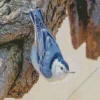 nuthatch female bird Diamond Paintings