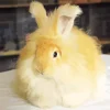 orange angora rabbit Diamond Paintings