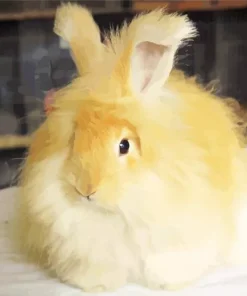 orange angora rabbit Diamond Paintings