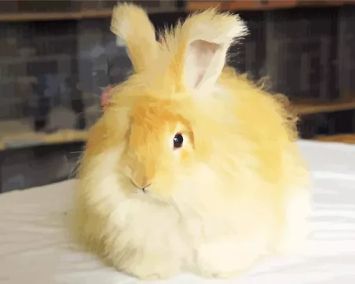 orange angora rabbit Diamond Paintings
