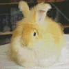 orange angora rabbit Diamond Paintings