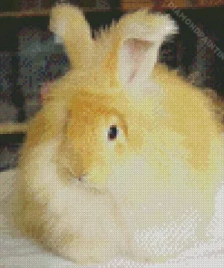 orange angora rabbit Diamond Paintings