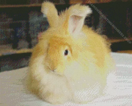 orange angora rabbit Diamond Paintings