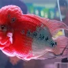 pink fish Diamond Paintings