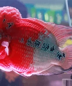pink fish Diamond Paintings