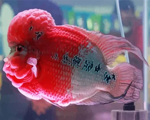 pink fish Diamond Paintings