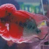 pink fish Diamond Paintings