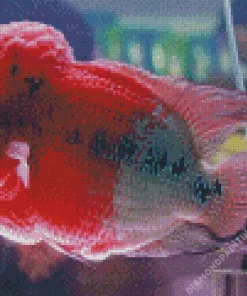 pink fish Diamond Paintings