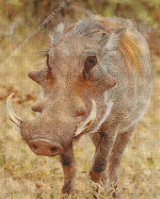 Common warthog Diamond With Numbers