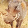 Common warthog Diamond With Numbers