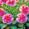 Pink blooming carnation Diamond Paintings