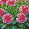 Pink blooming carnation Diamond Paintings