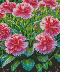 Pink blooming carnation Diamond Paintings