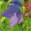 Platycodon grandiflorus Diamond Paintings