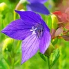 Platycodon grandiflorus Diamond Paintings