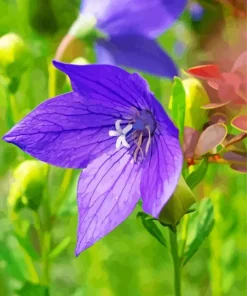 Platycodon grandiflorus Diamond Paintings
