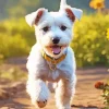 White affenpinscher Diamond Paintings