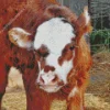 baby brown and white cow Diamond With Numbers