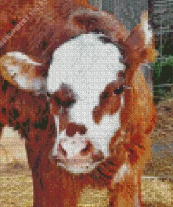 baby brown and white cow Diamond With Numbers