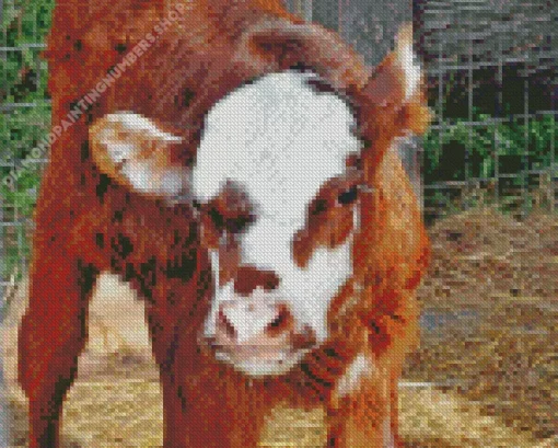 baby brown and white cow Diamond With Numbers