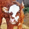 baby brown and white cow Diamond With Numbers
