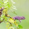 baby chameleon Diamond By Numbers
