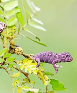 baby chameleon Diamond By Numbers