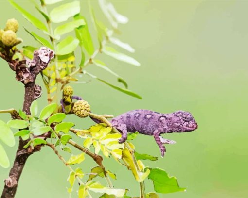 baby chameleon Diamond By Numbers