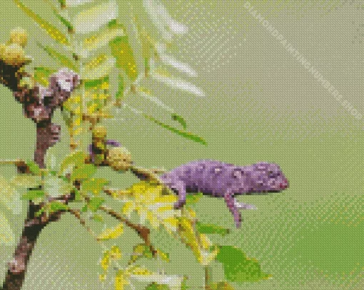 baby chameleon Diamond By Numbers