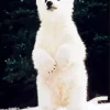 baby knut polar bear Diamond With Numbers