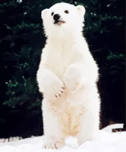 baby knut polar bear Diamond With Numbers