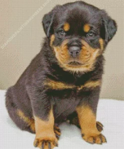 baby rottweiler Diamond With Numbers