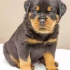 baby rottweiler Diamond With Numbers