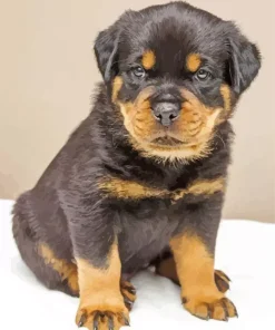 baby rottweiler Diamond With Numbers