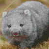 baby wombat Diamond With Numbers