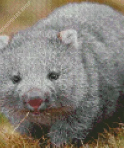 baby wombat Diamond With Numbers