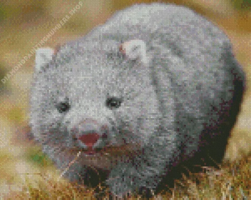 baby wombat Diamond With Numbers