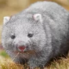 baby wombat Diamond With Numbers