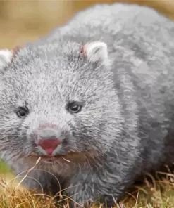 baby wombat Diamond With Numbers