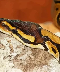 ball python Diamond Paints