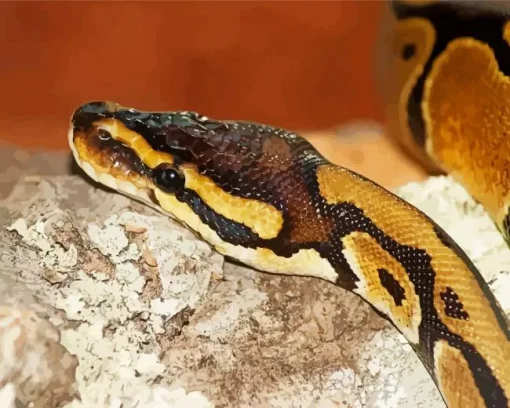 ball python Diamond Paints
