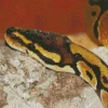 ball python Diamond Paints