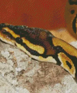ball python Diamond Paints