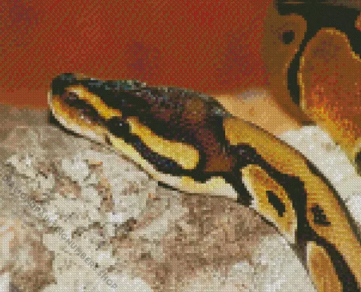 ball python Diamond Paints
